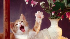 Flowers Animals cats vase Bleeding Hearts