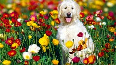 Flowers Animals Dogs irish