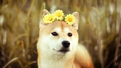 Flowers Animals Dogs Shiba Inu