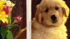 Flowers Animals Dogs water drops golden retriever window panes