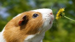Flowers Animals guinea pigs