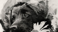 Flowers Animals Puppies Dogs cars Dodge dart drawings reality 