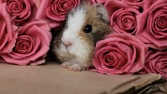 Flowers Animals roses cardboard pink flowers guinea pigs