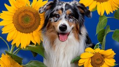Flowers Animals Sunflowers Dogs australian shepherds