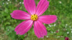 Flowers asters flower