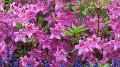 Flowers Azaleas