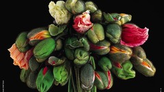 Flowers babies Anne Geddes