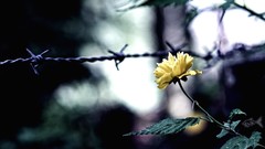 Flowers barbed wire