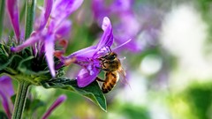 Flowers bees insects hymenopthera