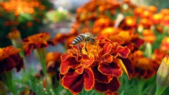 Flowers bees Marigold orange flowers