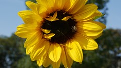 Flowers bees Sunflowers