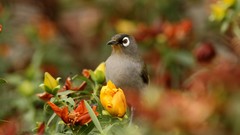 Flowers Birds blurred background japanese white-eye depth of 