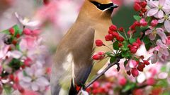 Flowers Birds cedar waxwing