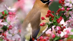 Flowers Birds cedar waxwing