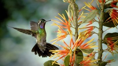 Flowers Birds hummingbirds iridescence