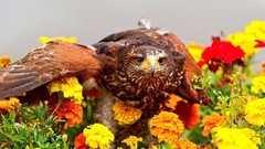 Flowers Birds Marigold Eagles