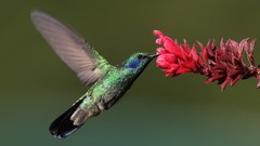 Flowers Birds Plants hummingbirds