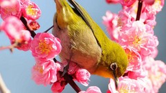 Flowers Birds spring pink flowers cherry blossoms japanese 