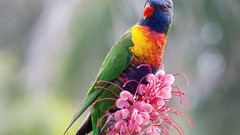Flowers Birds wildlife rainbow