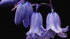 Flowers black background bluebells