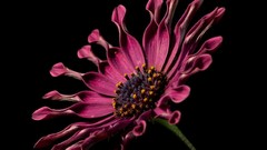 Flowers black background Daisy African Daisy spoon daisies