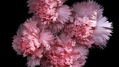 Flowers black background pink flowers carnations