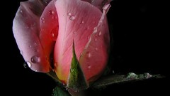 Flowers black background pink roses