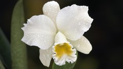 Flowers black background white flowers Orchids Cattleya