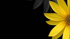 Flowers black background yellow flowers Inversion