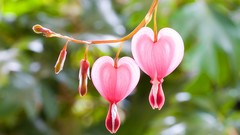 Flowers Bleeding Hearts