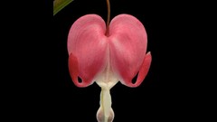 Flowers Bleeding Hearts