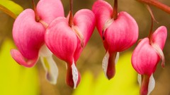 Flowers Bleeding Hearts
