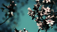 Flowers bloom blossom anon res deliverssort ofweird itallcould