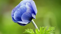 Flowers blue flowers