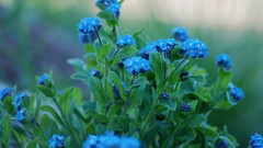 Flowers blue flowers Forget-me-nots