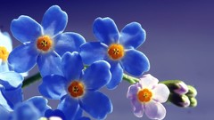 Flowers blue flowers Forget-me-nots