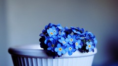 Flowers blue flowers Forget-me-nots potted plant
