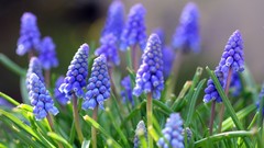 Flowers blue flowers hyacinths