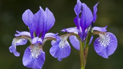 Flowers blue flowers Irises