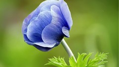 Flowers blue flowers Poppies