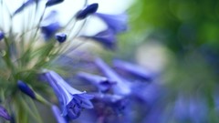 Flowers bluebells blue flowers