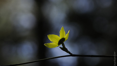 Flowers bokeh yellow dogwood