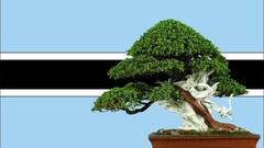 Flowers Bonsai Flags countries botswana