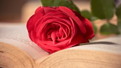 Flowers Books roses pages