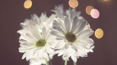 Flowers boredom bokeh