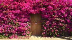 Flowers bougainvillea