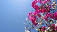 Flowers bougainvillea