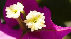 Flowers bougainvillea