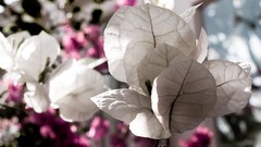 Flowers bougainvillea nature