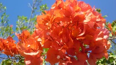 Flowers bougainvillea orange flowers